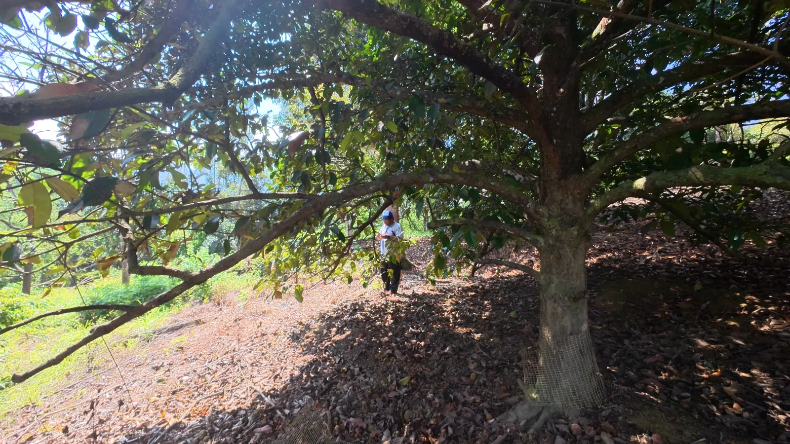 Pokok buah matang di dalam dusun