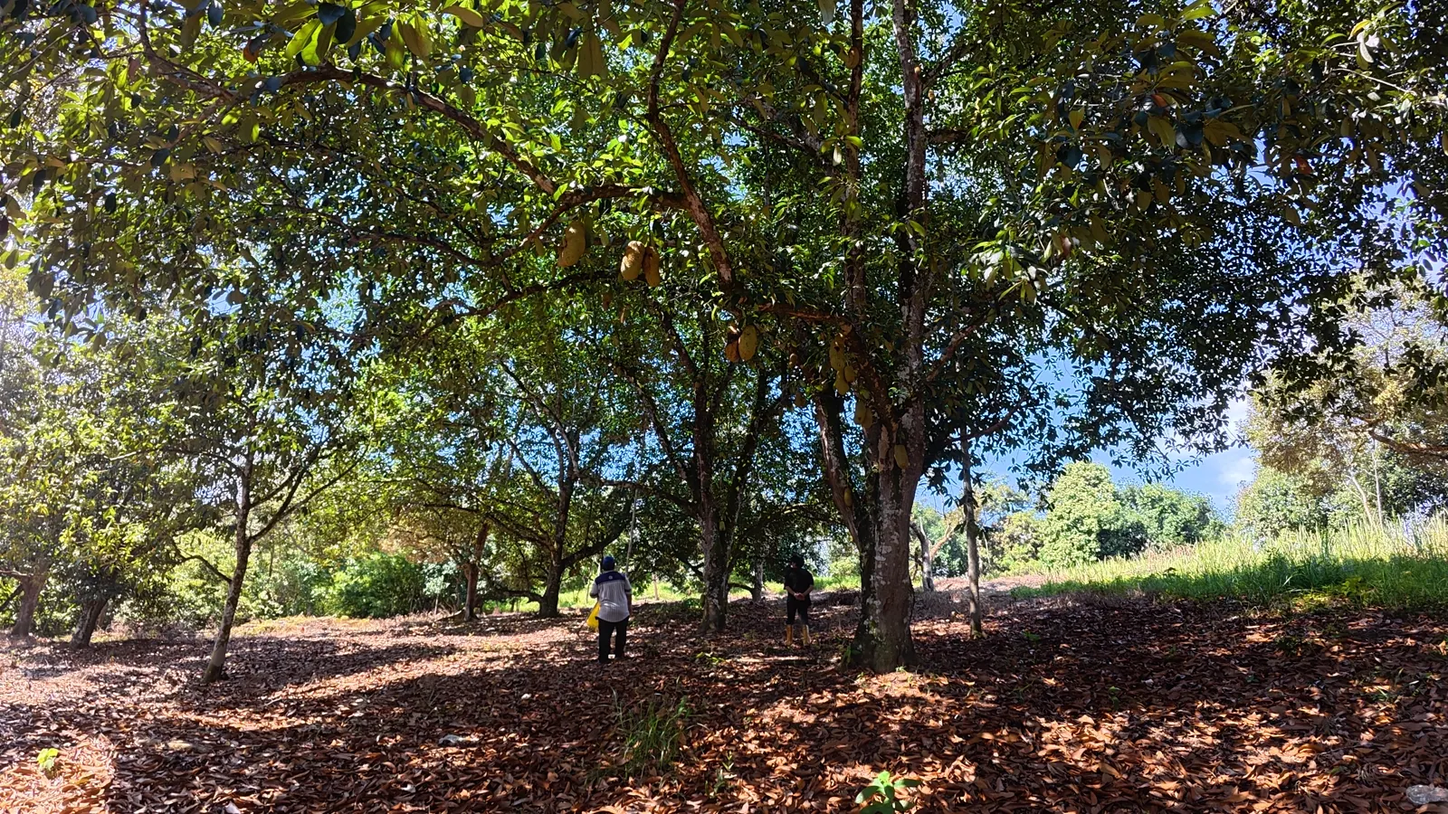 Barisan pokok buah di lereng
