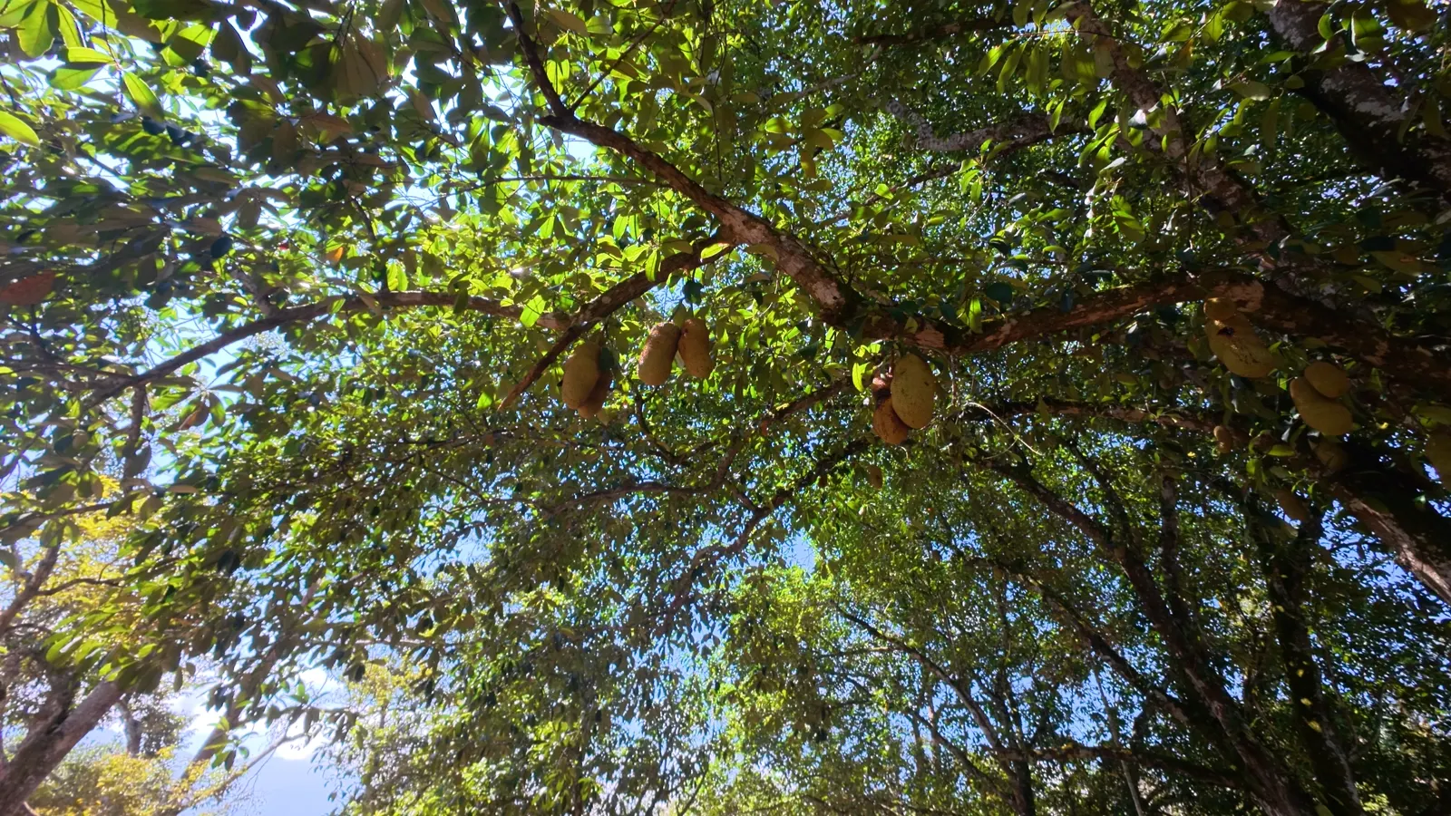 Buah cempedak madu bergantung di dahan