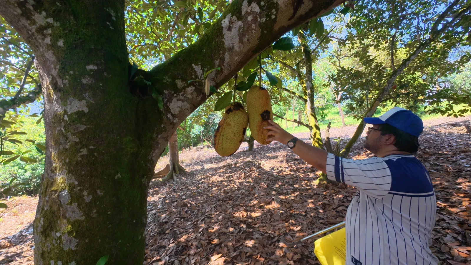 Pokok cempedak sedang berbuah