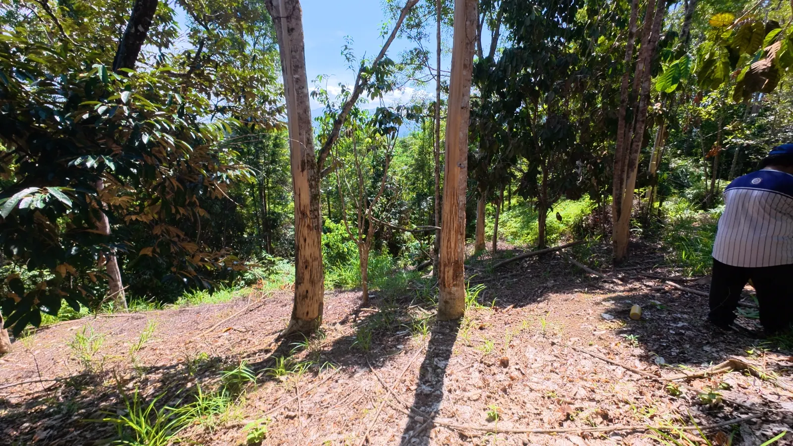 Pokok di dalam dusun